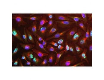 Monoclonal Mouse anti-Human RBM8A / Y14 Antibody (clone 4C4, IF, WB)