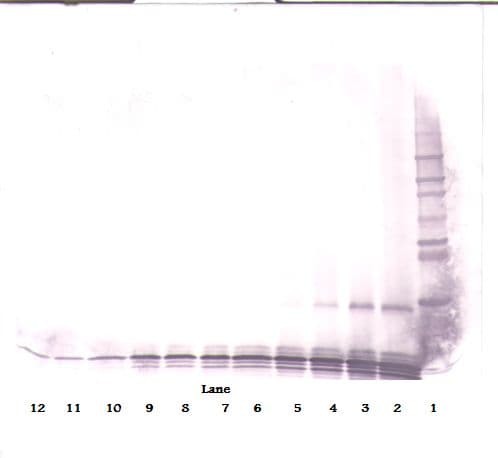 CXCL9 / MIG Antibody