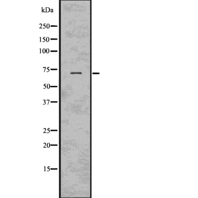 STXBP4 Antibody