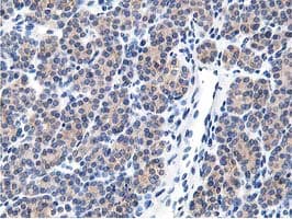 LCMT1 Antibody (clone OTI4A5, Carrier-free)