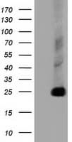 CLPP Antibody (clone OTI1D8)