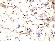 CD225 / IFITM1 Antibody (N-Terminus)