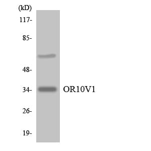 OR10V1 Antibody (aa151-200)
