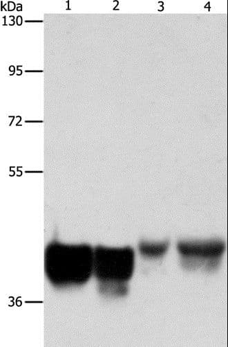 AUP1 Antibody