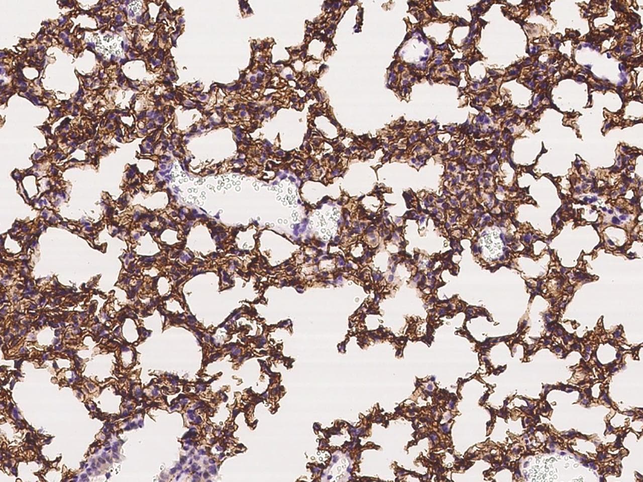 PDPN / Podoplanin Antibody (Preservative Free)