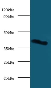 LGALS9 / Galectin 9 Antibody (FITC)