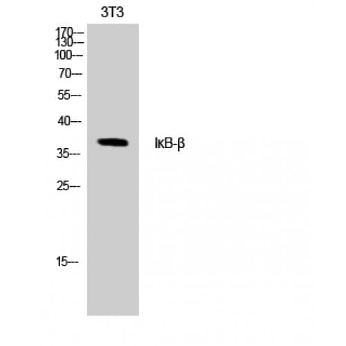 NFKBIB / IKB Beta / IKBB Antibody (1-80 aa)