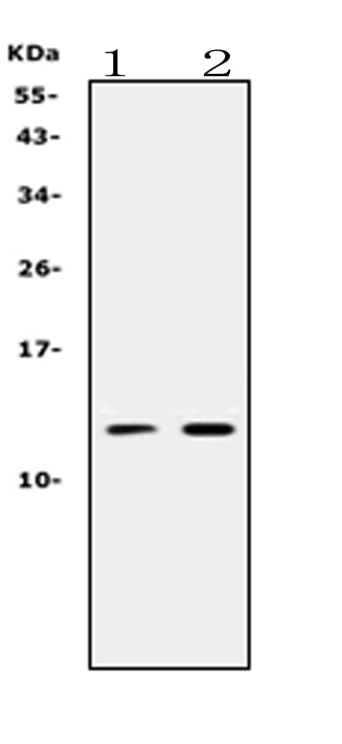 PROK1 / EG-VEGF Antibody (aa20-105)