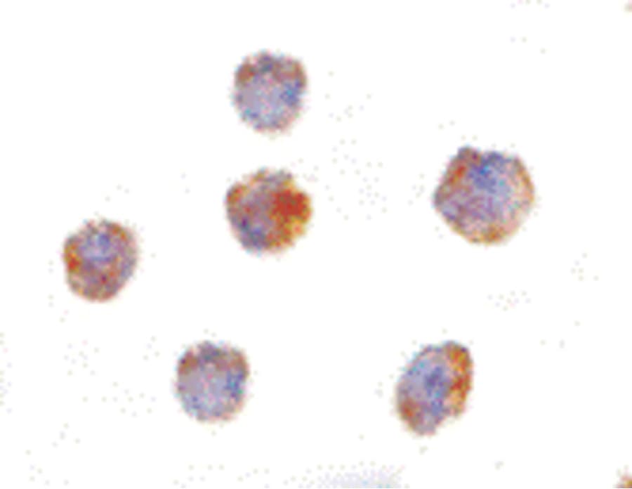 TNFSF18 / GITRL Antibody