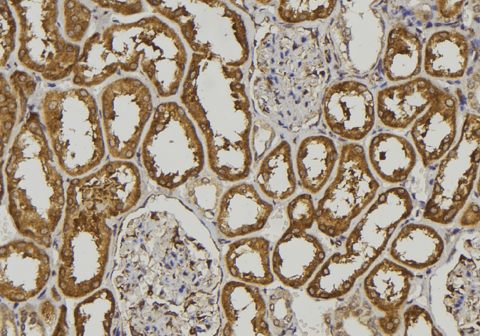 COLEC11 Antibody