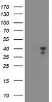 MSI1 / Musashi 1 Antibody (clone OTI2F9)