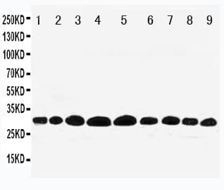 Polyclonal Rabbit anti-Human PHB / Prohibitin Antibody (aa240-256, IHC, WB)