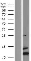 Human SCGB1D2 / Lipophilin B Protein (Over-Expression Lysate Myc-DDK (Flag))