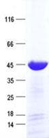 Human TFEC Protein (Recombinant His, N-Terminal)