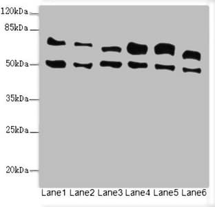 ELF2 / NERF Antibody