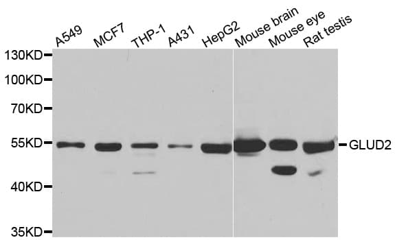 GLUD2 Antibody
