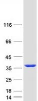 Human SMNDC1 Protein (Recombinant Myc-DDK (Flag))