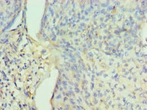 PPID / Cyclophilin D Antibody (aa161-370)