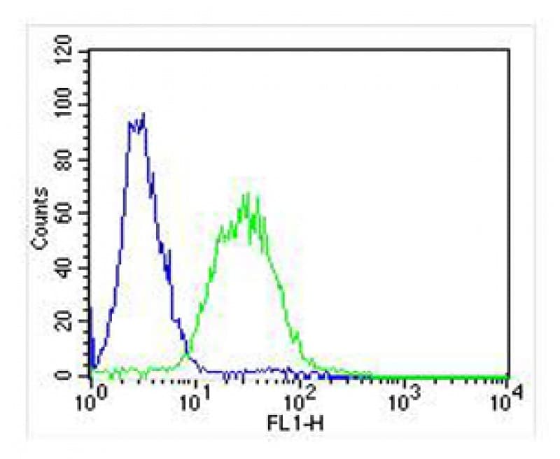 AK2 / Adenylate Kinase 2 Antibody (aa147-183)