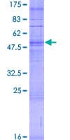 Human OR10P1 Protein (Recombinant GST)