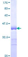 Human MYOM3 Protein (Recombinant GST, N-terminus)