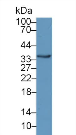CRY Antibody (aa24-232)