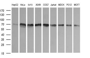 PathPlus™ CD105 Antibody (clone 8A1)