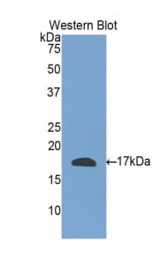 RLN3 / Relaxin 3 Antibody (aa1-140)