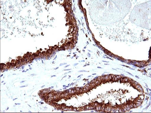 Monoclonal Mouse anti-Human SCAMP2 Antibody (clone OTI1H10, IHC, WB)