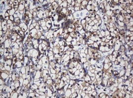 TAPBPL / TAPBPR Antibody (clone OTI5D7, Carrier-free)
