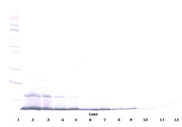 CCL22 / MDC Antibody (Biotin)