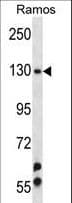 UBN2 Antibody (aa171-200)