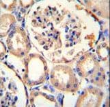 Polyclonal Rabbit anti-Human PURA / Pur-Alpha Antibody (aa259-287, IHC, WB)
