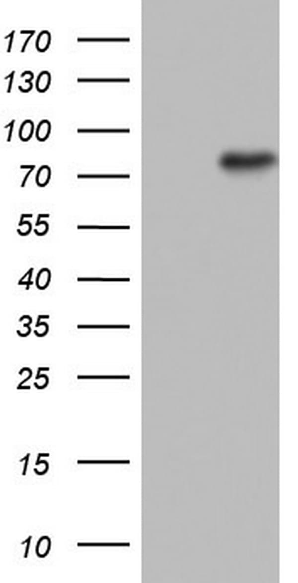 N4BP2L2 Antibody (clone OTI3F12)