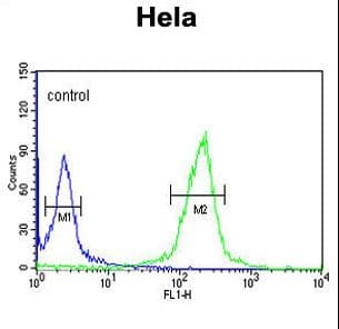 CLIP1 / CLIP-170 Antibody (aa228-254)