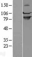 SEMA4A / Semaphorin 4A Protein (Over-Expression Lysate Myc-DDK (Flag))