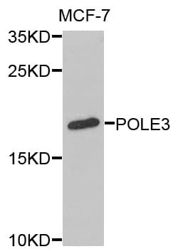 Polyclonal Rabbit anti-Human POLE3 / DNA Polymerase Epsilon Antibody (IHC, IF, WB)
