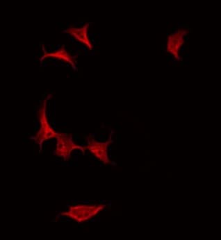 Polyclonal Rabbit anti-Human LRG1 / LRG Antibody (IF, WB)