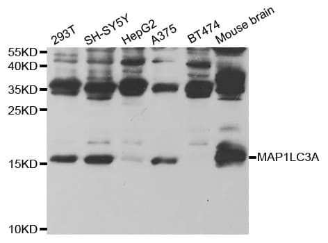 MAP1LC3A / LC3A Antibody