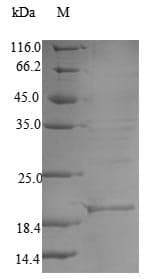Haliotis laevigata Perlwapin Protein (Recombinant 10His, N-terminus + Myc, C-terminus)