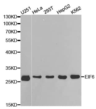 EIF6 Antibody