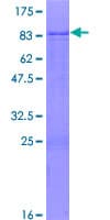 Human ZNF79 Protein (Recombinant GST)