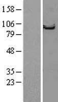 STRN / Striatin Protein (Over-Expression Lysate Myc-DDK (Flag))