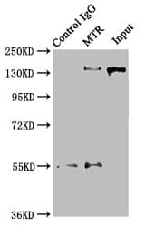 MS / MTR Antibody