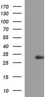 Placental Lactogen Antibody (clone OTI3G5, Carrier-free)