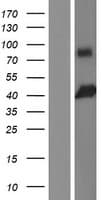 Human TCF19 / TCF-19 Protein (Over-Expression Lysate Myc-DDK (Flag))