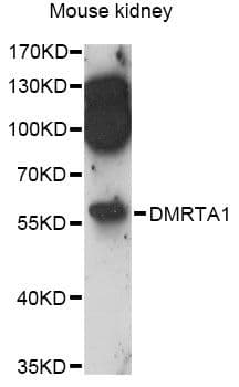 DMRTA1 Antibody