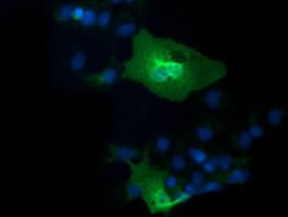 IL36A Antibody (clone OTI1D11)