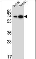 WDR43 Antibody (aa636-665)