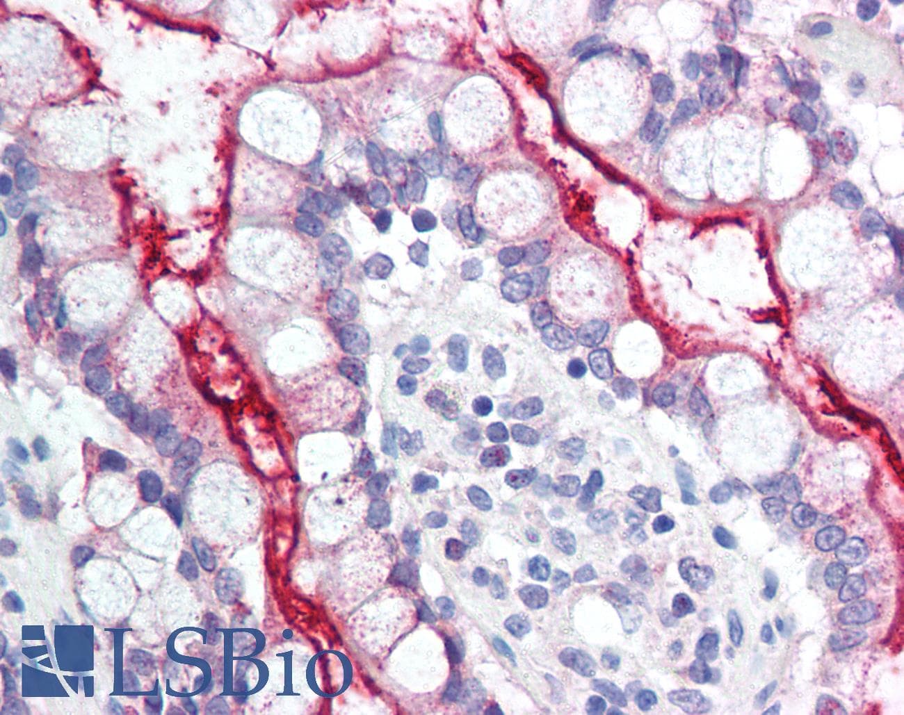 NPC1L1 Antibody (Internal, Biotin)